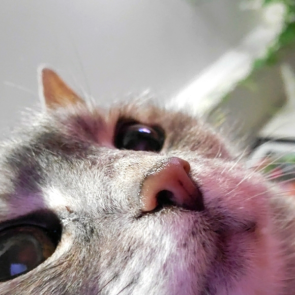 Meet your Posher, Alisha - Picture 1 of 1